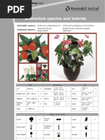 Download anthurium by Amans Man SN40489298 doc pdf