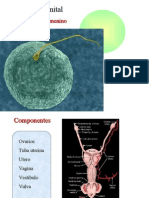 Sistema Genital Femenino Prof Pedro Aponte