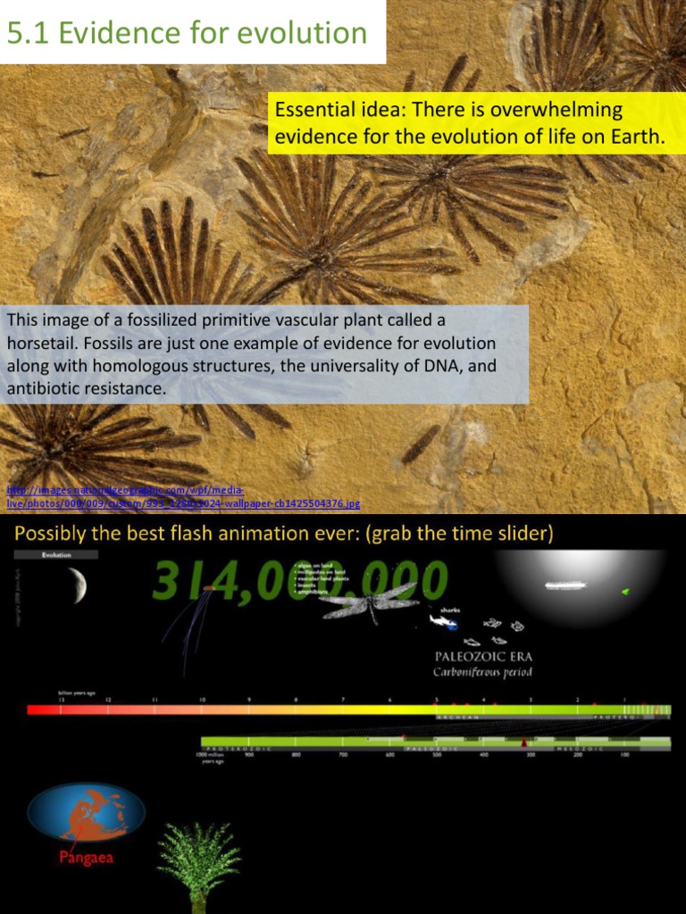 5.1 Evidence For Evolution | PDF | Selective Breeding | Evolution