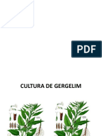 Cultura do Gergelim