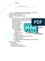 Metabolismo Oxidativo PDF