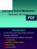 Cell Injury and Its Mechanism