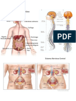 Sistema Nervioso Central