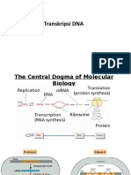Ch6a. Transkripsi DNA