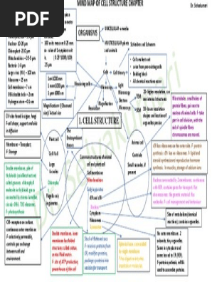 Mind Map Cell Structure And Function Mindmap - Cell Structure - As Level | Pdf | Cell (Biology) | Endoplasmic  Reticulum