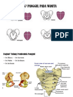 Pelvis R