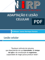 Aula 2 - Lesao Celular