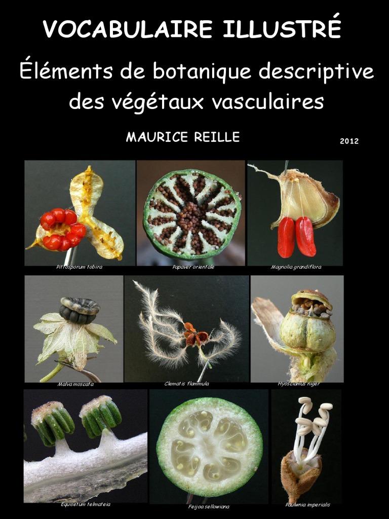 Comment Pousse Un Bulbe D orchidée Schema Et Explications 6 Eme Vocabulaire Illustre PDF | PDF | Graine | Branches de la Botanique