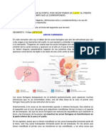 Embriologia Cara y Cuello 1