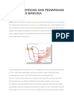 Proses Defekasi Dan Pewarnaan Pada Fases