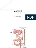 Anatomi: Upper Git