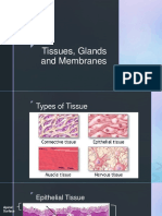 Tissues Glands and Membranes PDF
