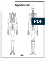 Esqueleto Humano Sin Nombres para Imprimir PDF