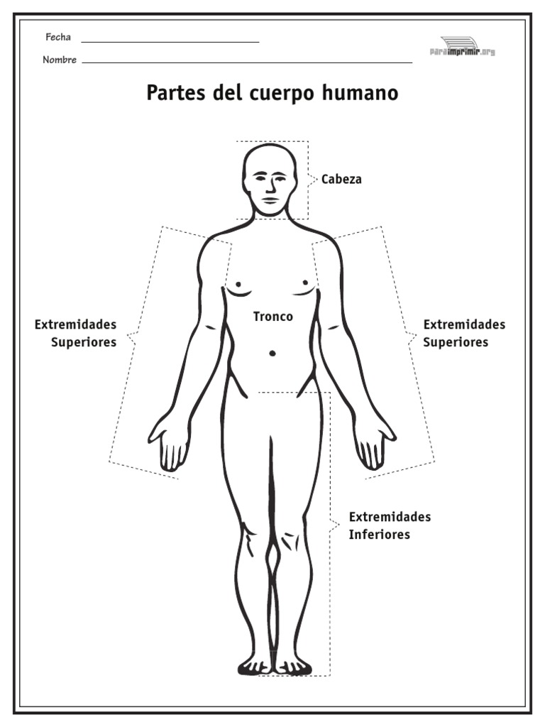 partes-del-cuerpo-humano-paraimprimir-pdf-pdf
