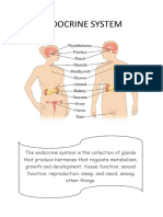 Endocrine System