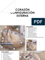 Anatomía Del Corazón