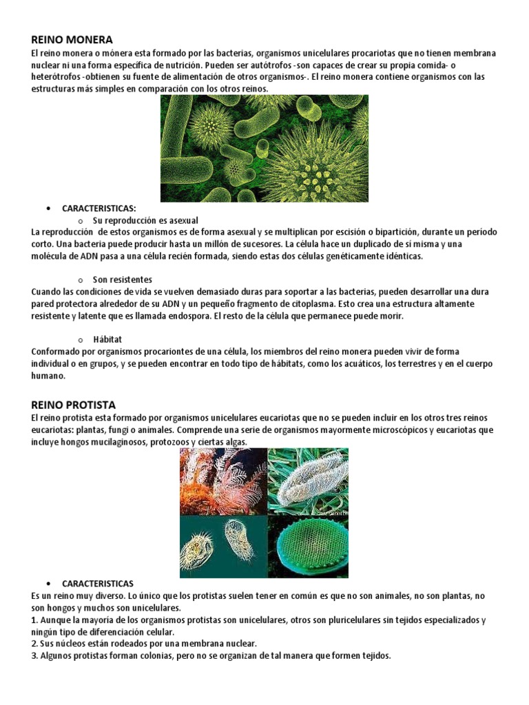 Características del Reino Monera y Protista | PDF | Plantas | Mamíferos