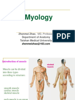 Myology: Zhenmei Zhao, MD, Professor Department of Anatomy Taishan Medical University