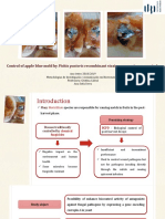 Control of Apple Blue Mold by Pichia Pastoris Recombinant Strains Expressing Cecropin A