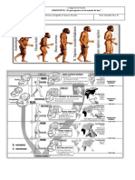 recortes hominizacion.docx