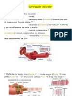 Contracción Muscular Resumen