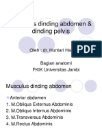 Musculus Dinding Abdomen & Dinding Pelvis