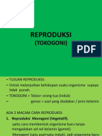 Reproduksi (Tocogoni)