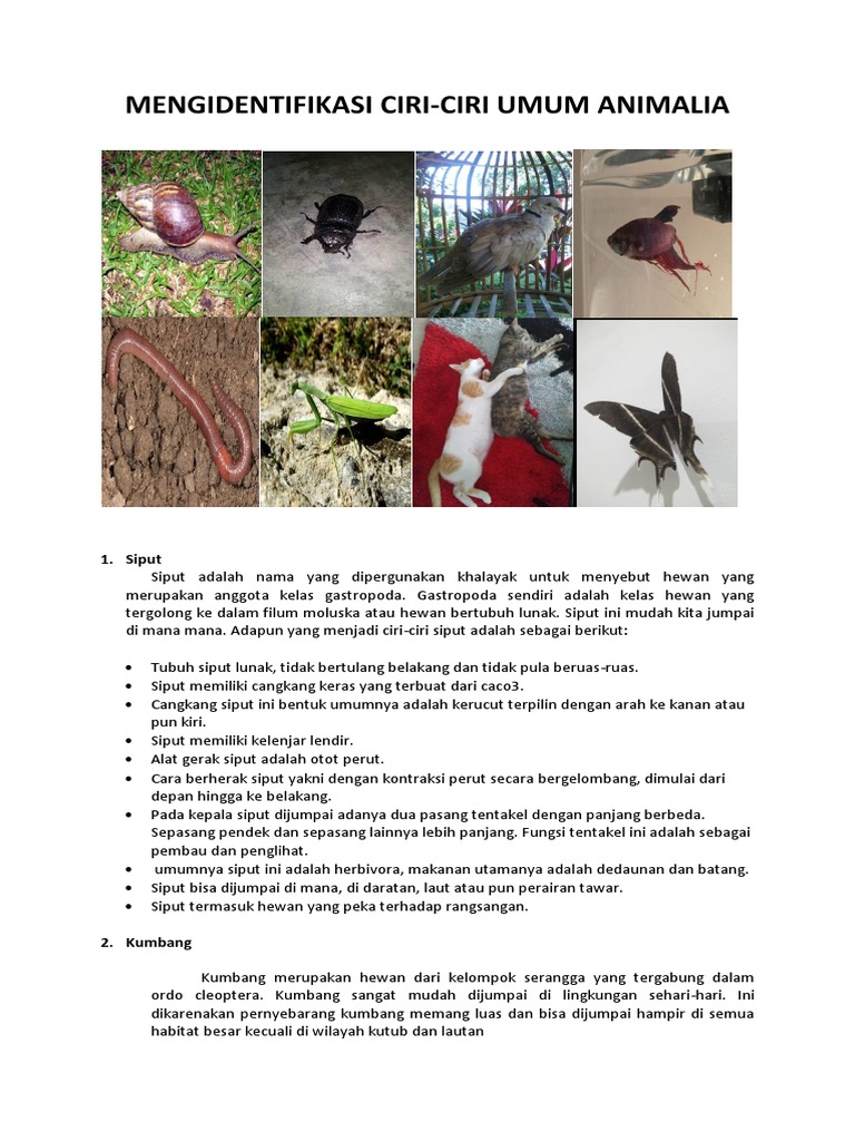 Tugas Bio Diva Animalia 1 Pdf