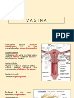 Anatomi Vagina dan Organ Genital Eksternal Wanita