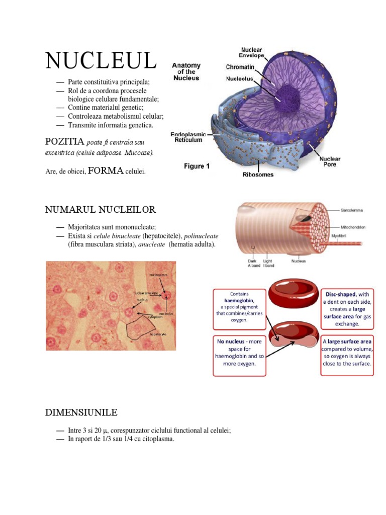 NUCLEUL | PDF