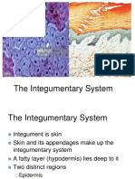 Integumentary System