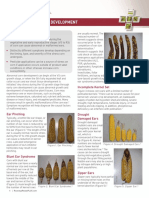 Abnormal Corn Ear Developemnt