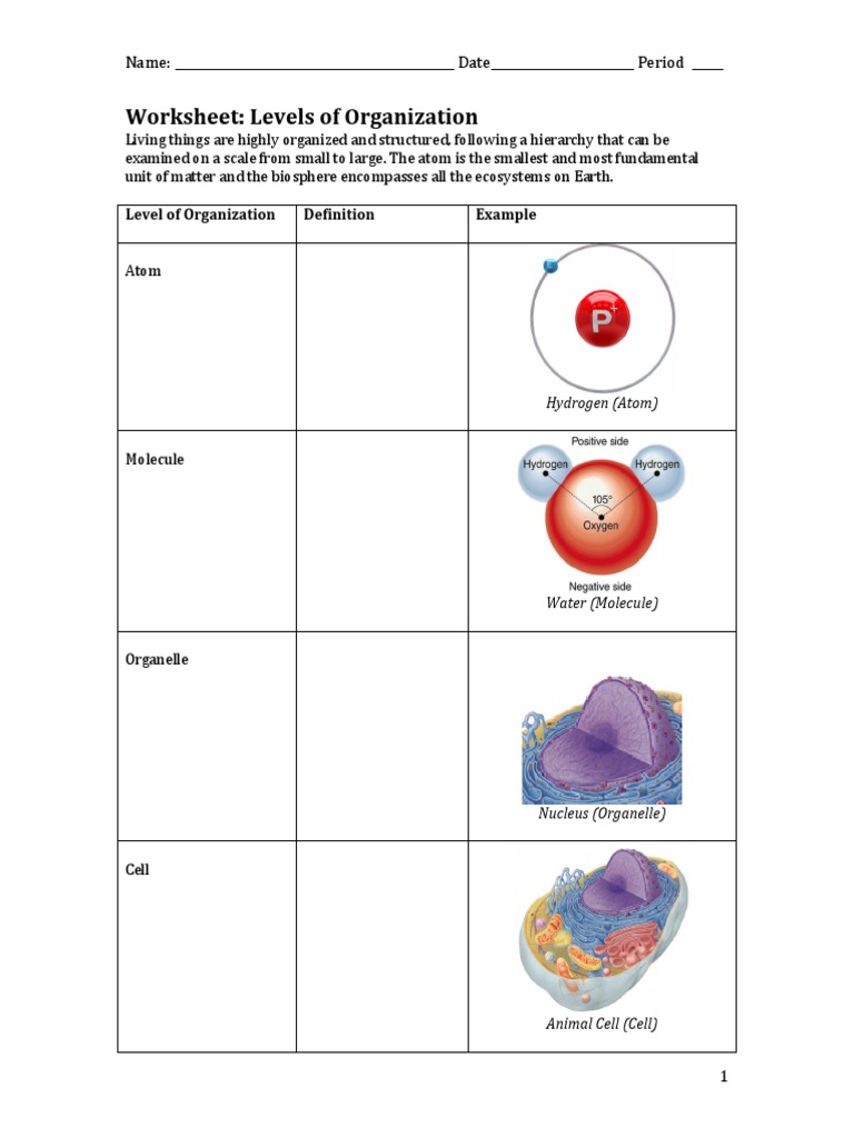 worksheet-levels-of-organization-pdf-pdf-organ-anatomy-cell-biology