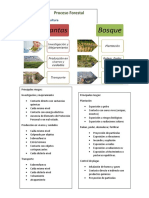 Proceso Forestal Karina y Sandra