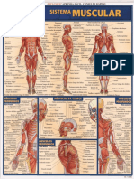 Anatomia - Resumão Músculos.pdf