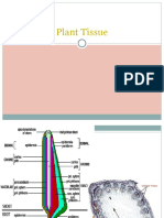 Lesson 3 - Plant Tissue