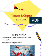 Cells Tissues and Organs Lesson Plan