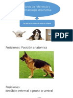 Terminología Direccional Veterinaria