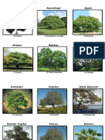 Árboles representativos de los estados de Venezuela