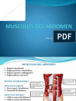 Musculos Del Abdomen