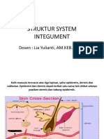 Struktur System Integument