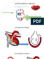 Circulación Mayor y Menor