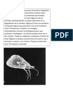 METAMONADA