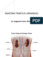 Anatomy Sal Kemih2