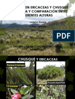 Herbivoría en Ericaceas y Chusque - Incidencia y