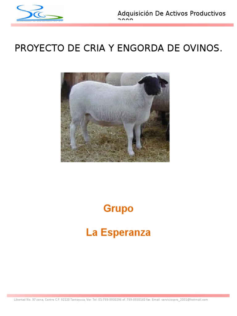 Proyecto De Borregos Pdf Oveja Carne