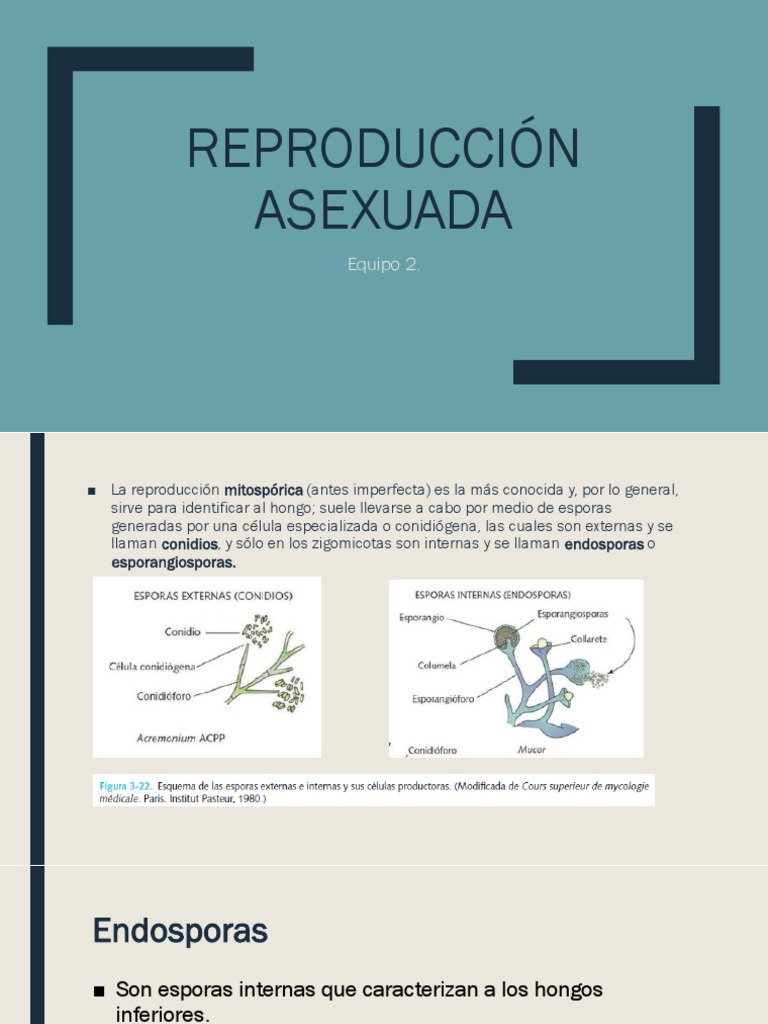 Reproducción Asexuada | PDF | Espora | Biología Celular)