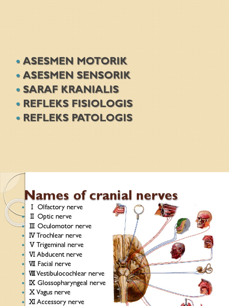 Neurological Examination Guide | PDF | Neuroscience | Senses