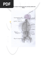 psicobiologia