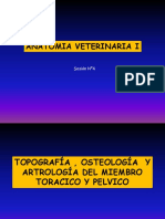 Anatomia Oseo